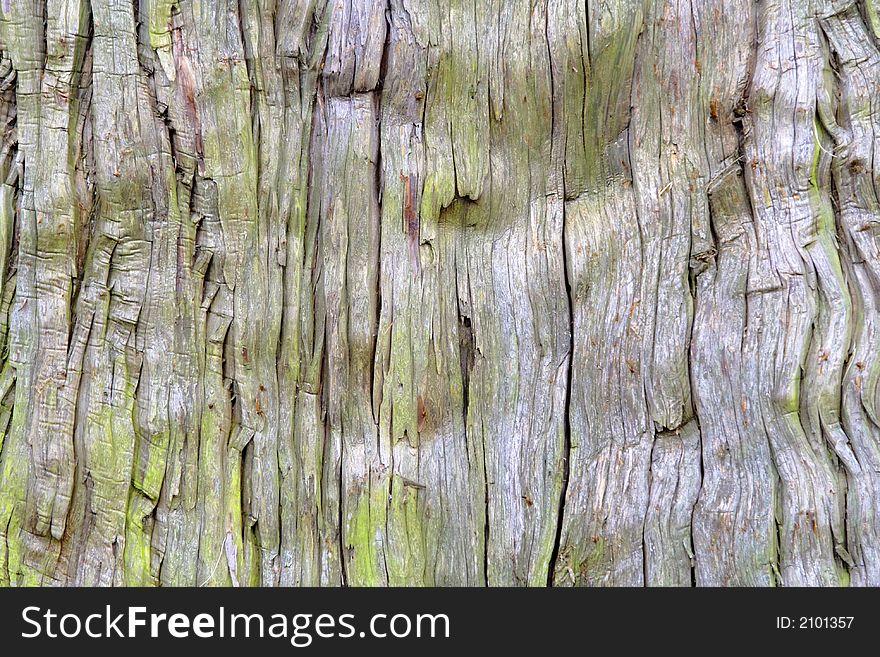 Close-up image of a very old bark tree. Close-up image of a very old bark tree.
