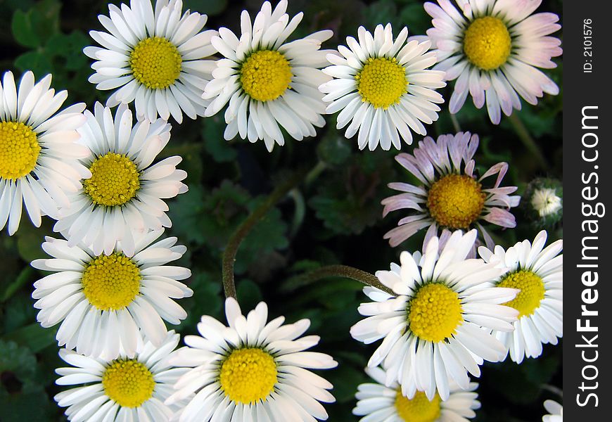 A lot of daisies in the garden