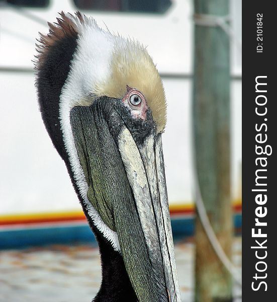 This is a pelican closeup. This is a pelican closeup.