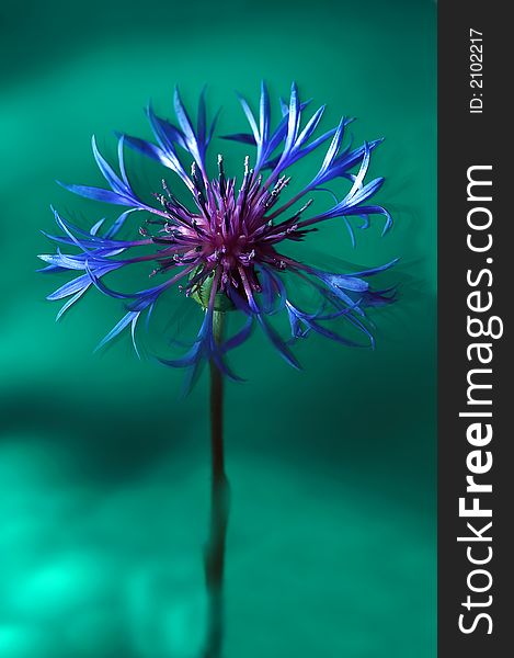 Studio photo of colorful flower photographed with light brush