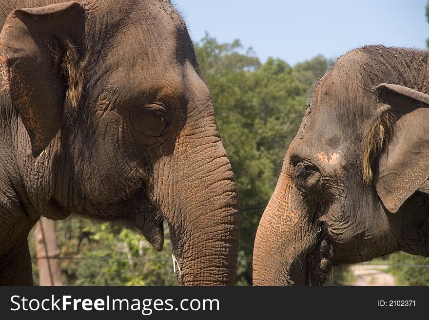Portrait of two elephants together