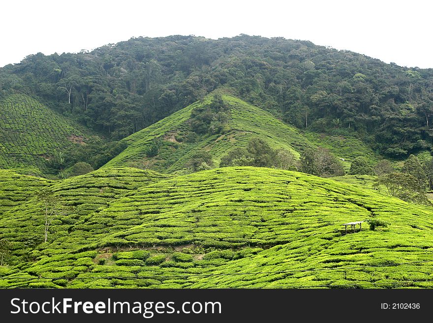 A view of a tea plantation in daytime. A view of a tea plantation in daytime.
