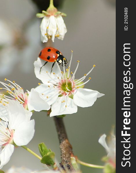 Ladybug on a blossom tree