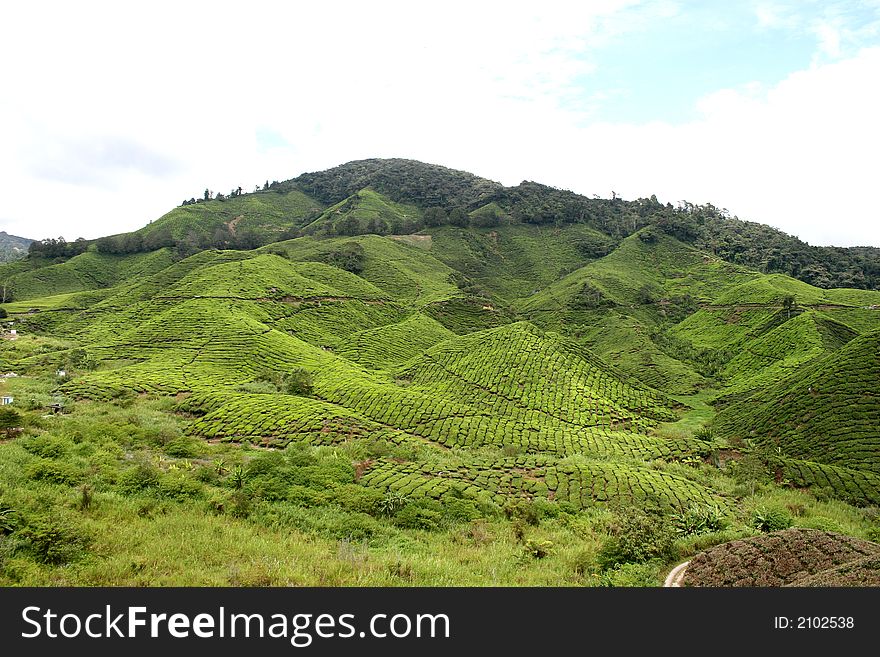 A view of a tea plantation in daytime. A view of a tea plantation in daytime.