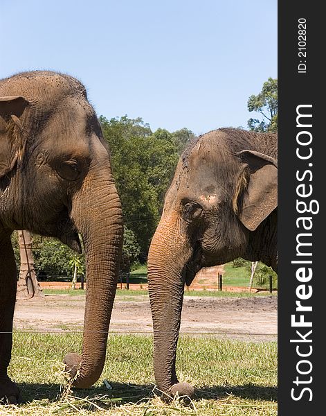 Portrait of two elephants together