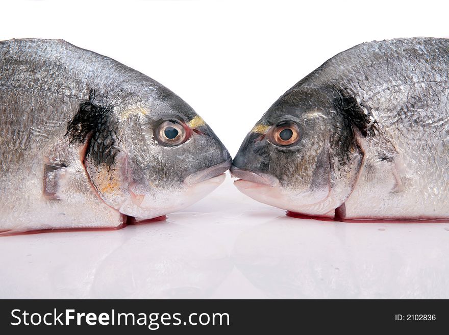 Two fresh Gilthead Bream head on white background