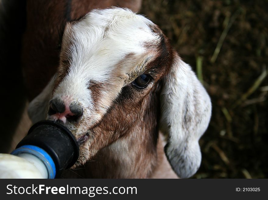 Newborn Nubian goat kid feeding from a bottle. Newborn Nubian goat kid feeding from a bottle