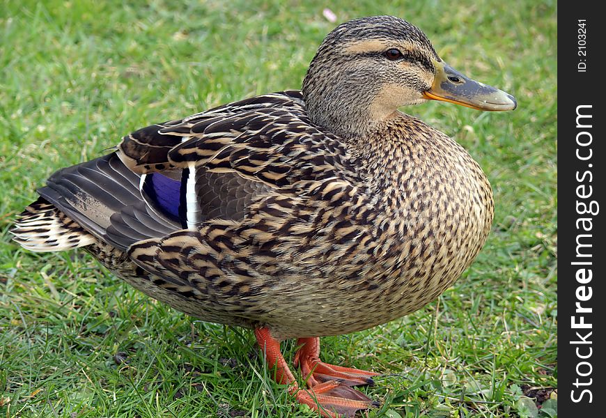 Portrait of female mallard duck standing in green grass. Portrait of female mallard duck standing in green grass
