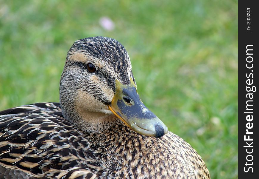 Closeup portrait of female mallard duck head. Closeup portrait of female mallard duck head