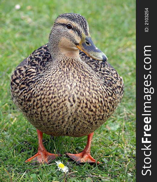 Portrait of female mallard duck standing in green grass with a flower. Portrait of female mallard duck standing in green grass with a flower