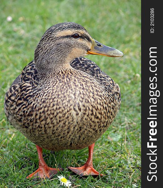 Portrait of female mallard duck standing in green grass. Portrait of female mallard duck standing in green grass