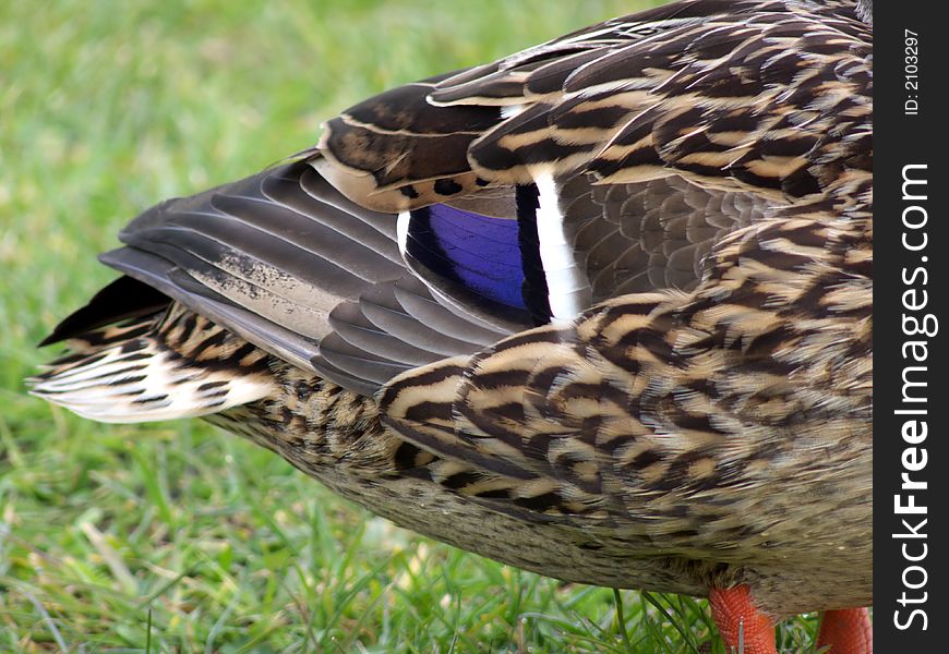 Closeup portrait of female mallard duck tail. Closeup portrait of female mallard duck tail