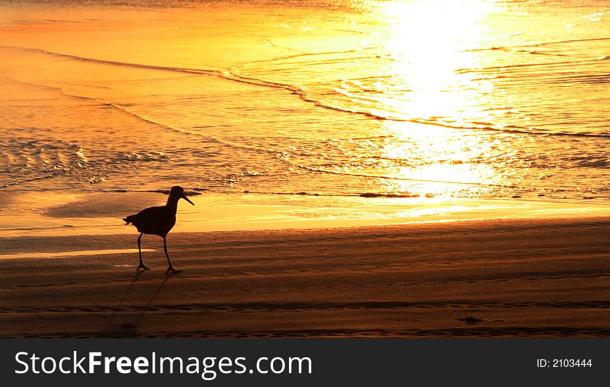 Sea gull walking on the sand