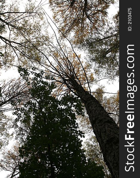 Tops of trees, autumn in Moscow