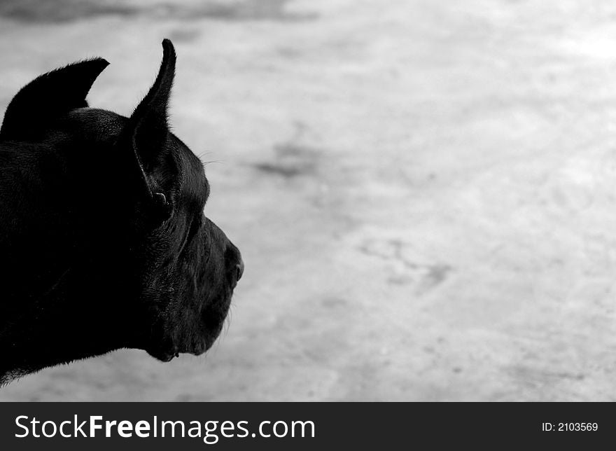 A big black dog over concrete background