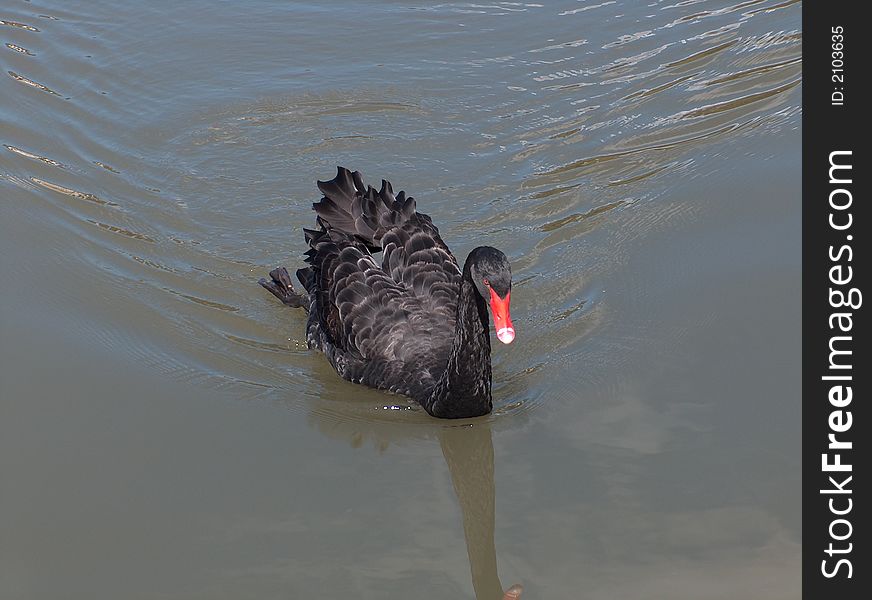 A beautiful Black Swan (Cygnus Atratus) swimming in a pond