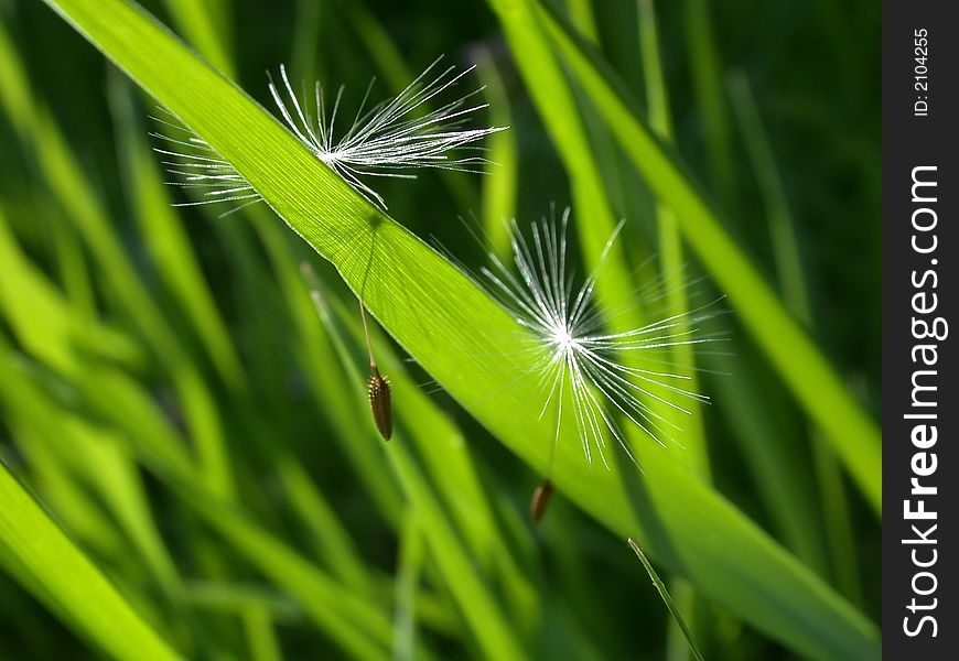 Dandelion seeds on fresh green grass