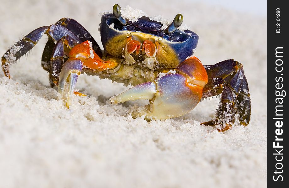 The crab on the sand