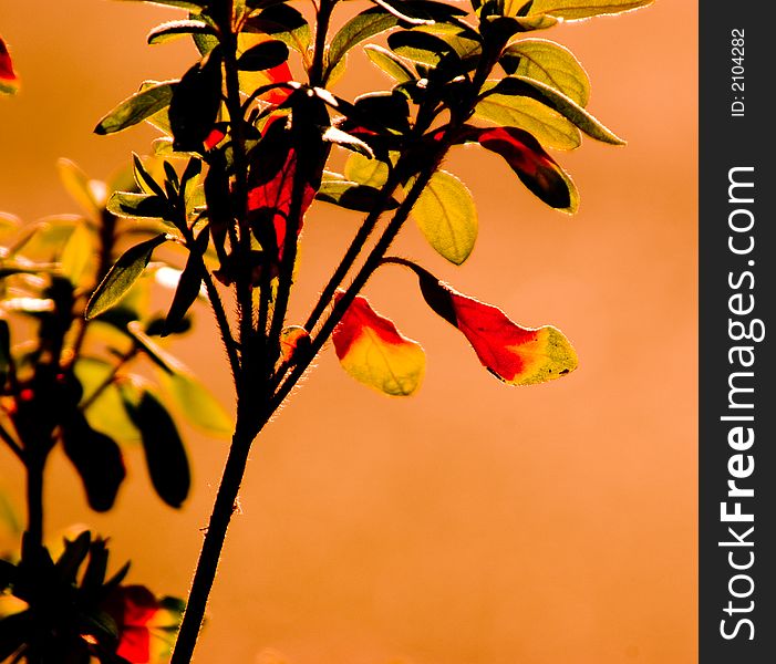 A plant with yellow, orange, and red leafs. A plant with yellow, orange, and red leafs.