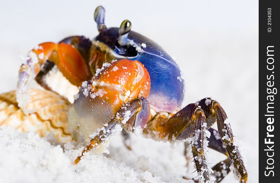 A crab is a sea animal with a flat body covered by a shell and five pairs of curved legs. The front two legs have long claws, called pincers, on them. Crabs move sideways. A crab is a sea animal with a flat body covered by a shell and five pairs of curved legs. The front two legs have long claws, called pincers, on them. Crabs move sideways.