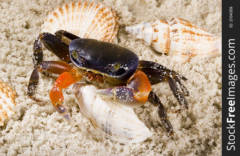 A crab is a sea animal with a flat body covered by a shell and five pairs of curved legs. The front two legs have long claws, called pincers, on them. Crabs move sideways.