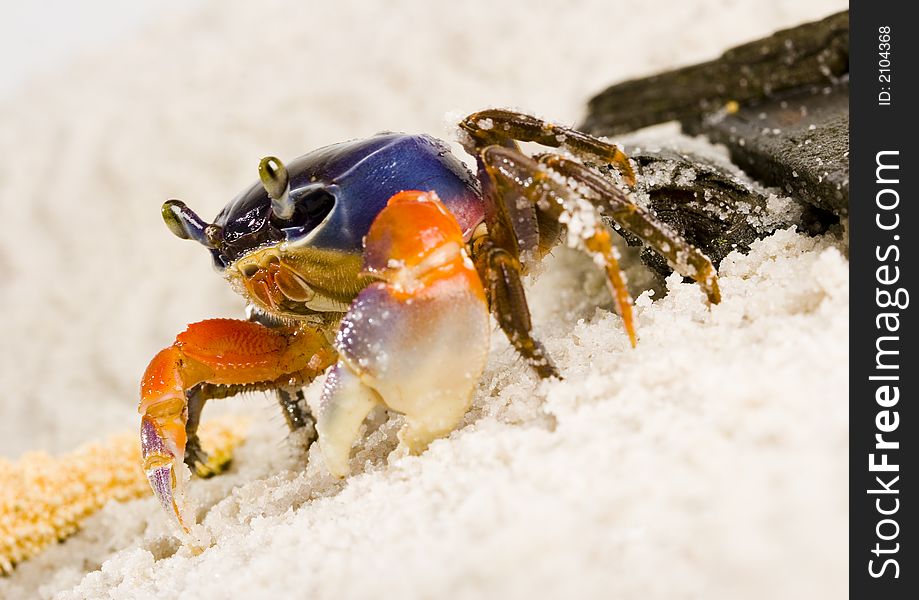 A crab is a sea animal with a flat body covered by a shell and five pairs of curved legs. The front two legs have long claws, called pincers, on them. Crabs move sideways.