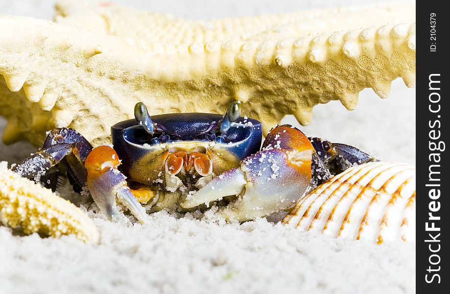 The Crab With The Shells