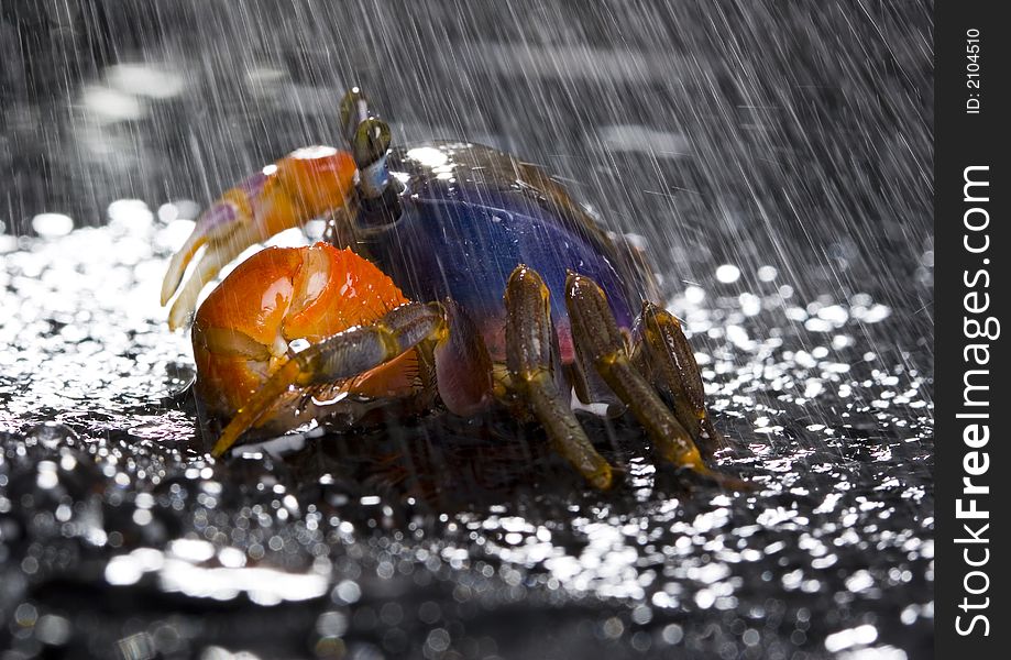 Crab in the rain