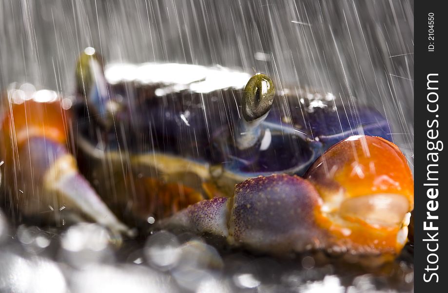 A crab is a sea animal with a flat body covered by a shell and five pairs of curved legs. The front two legs have long claws, called pincers, on them. Crabs move sideways. A crab is a sea animal with a flat body covered by a shell and five pairs of curved legs. The front two legs have long claws, called pincers, on them. Crabs move sideways.