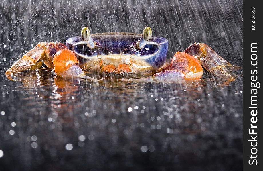 Crab In The Rain