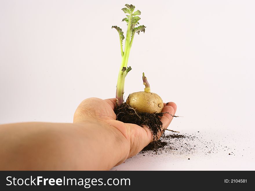 Photo of potato with roots and green leaf growing. Photo of potato with roots and green leaf growing