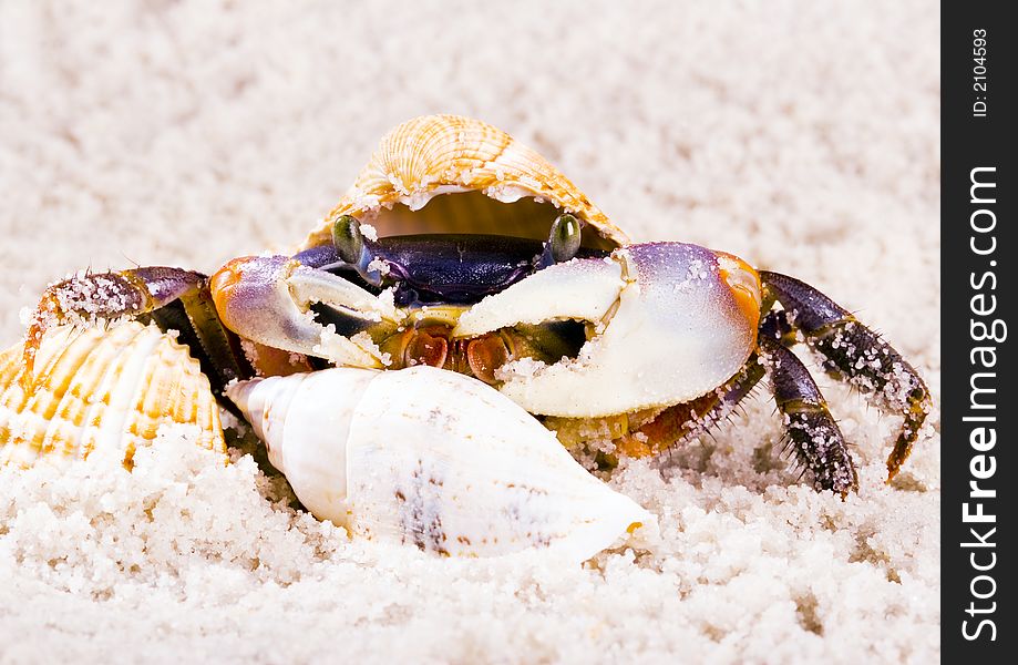 A crab is a sea animal with a flat body covered by a shell and five pairs of curved legs. The front two legs have long claws, called pincers, on them. Crabs move sideways. A crab is a sea animal with a flat body covered by a shell and five pairs of curved legs. The front two legs have long claws, called pincers, on them. Crabs move sideways.