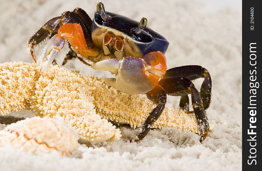 Crab