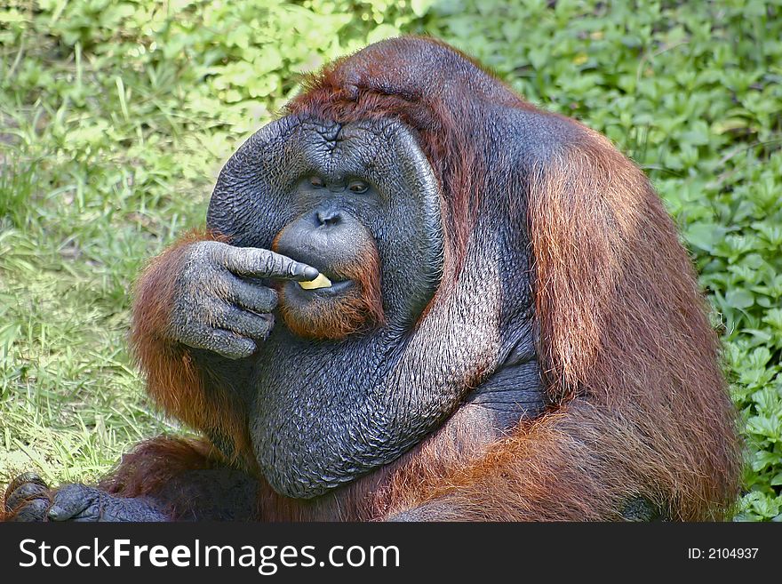 Yummy! Photo of male orangutan snacking on a piece of fruit