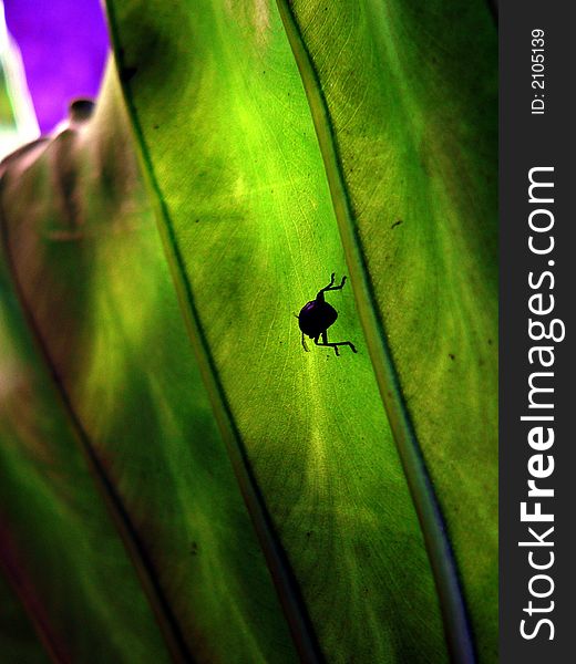 A small beetle doggedly travels on a very large leaf