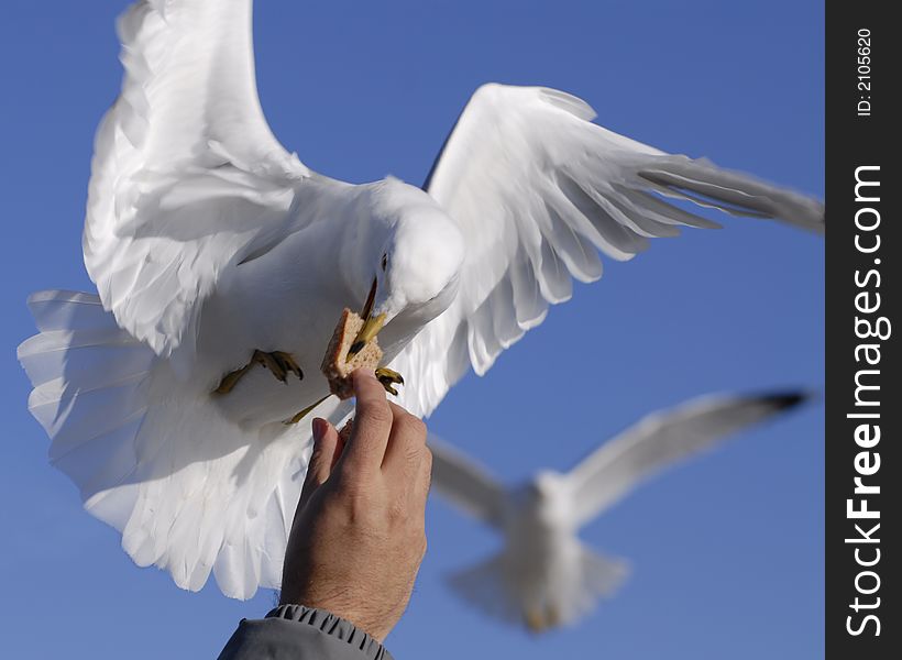 Flying gull eating bread from a man's upheld hand. Flying gull eating bread from a man's upheld hand.