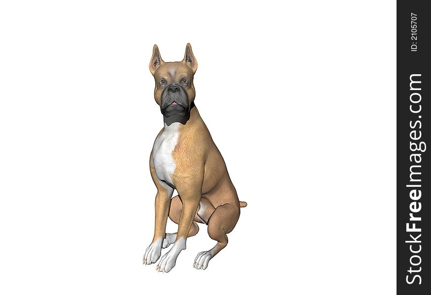 An alert male boxer watches intently. Computer Generated Image, 3D Models