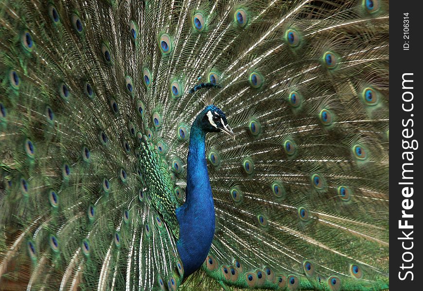 A beautiful peacock, location france