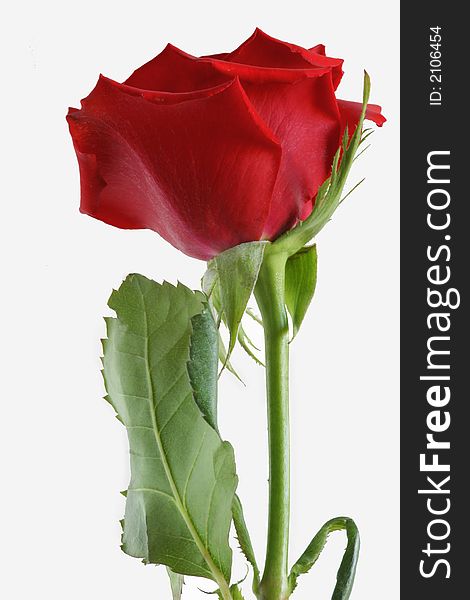 Single Isolated Long Stemmed Red Rose