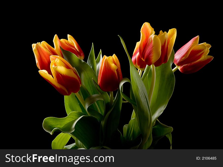 Tulips flower isolated on black background.