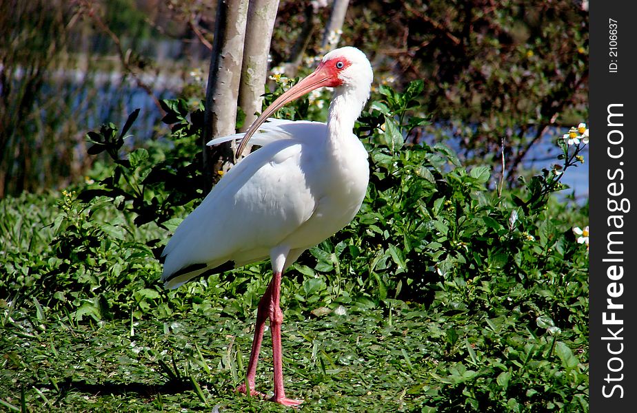 This is a white ibis, they are found in the lakes and rivers here in florida.