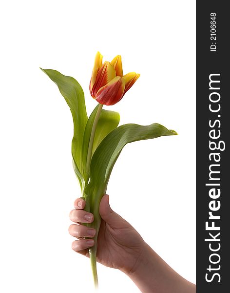 Tulip in hand isolated on white background