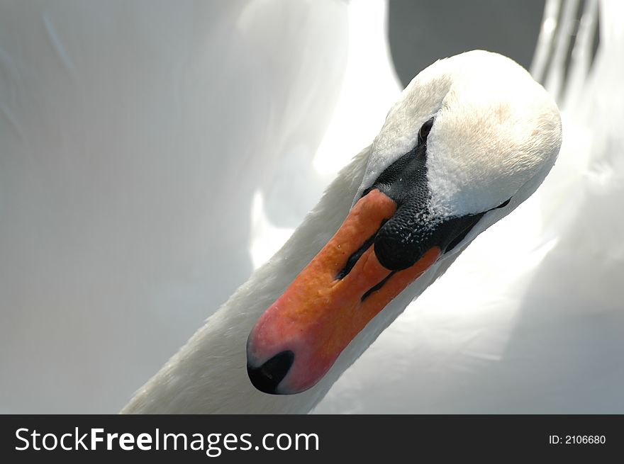 Swan leanin back on its wings