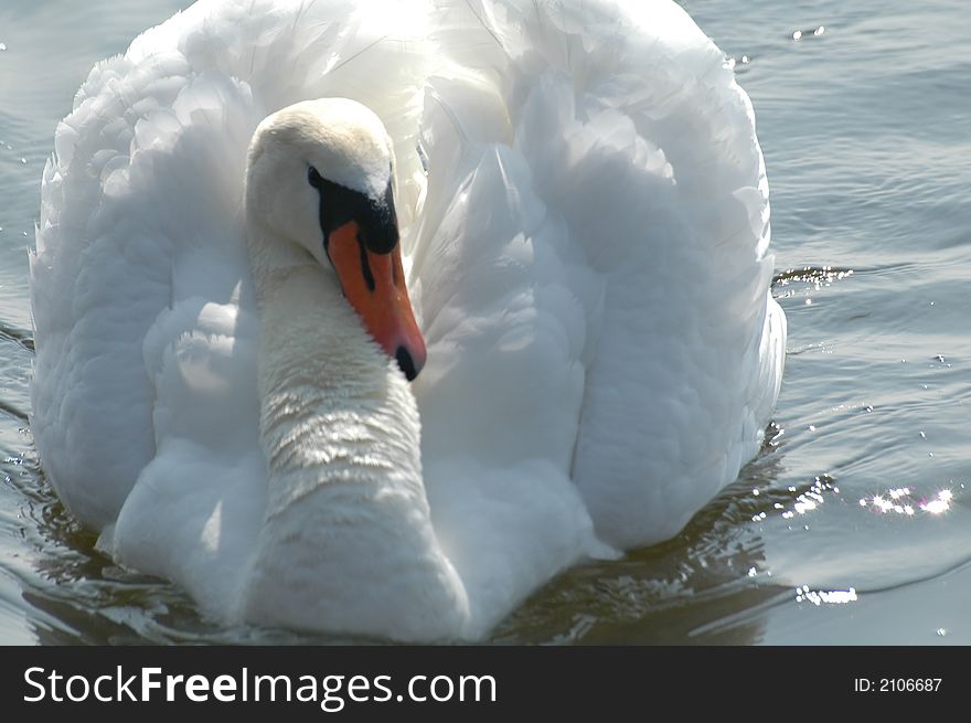 Swan leaning back on its wings