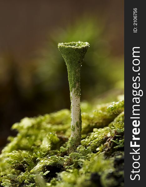 Lichen Cladonia(hollow Head)