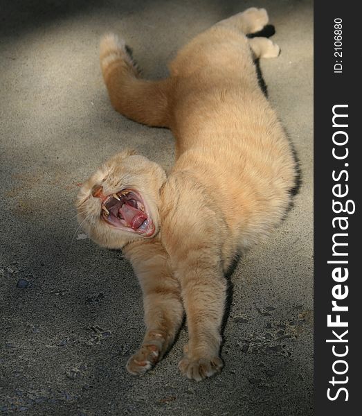Yellow cat stretched out on side walk and yawning, mouth wide-open and teeth showing. Yellow cat stretched out on side walk and yawning, mouth wide-open and teeth showing.