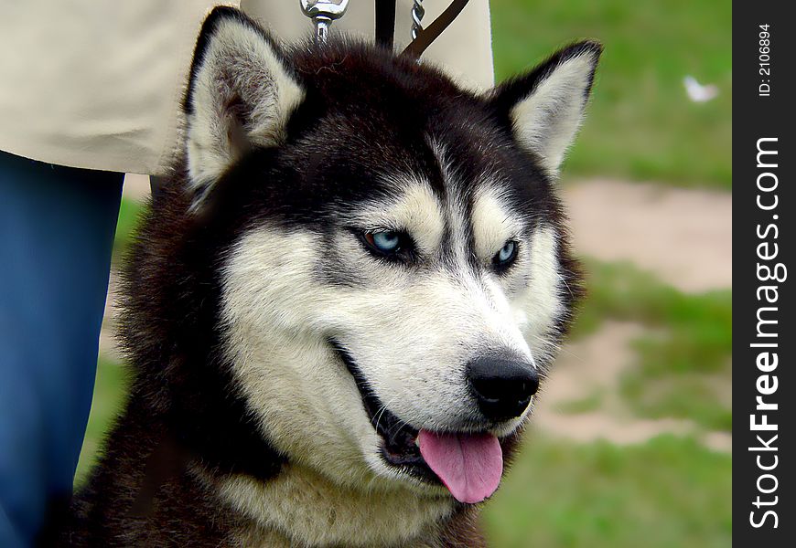 husky. Blue-eyed devil. CW. husky. Blue-eyed devil. CW.