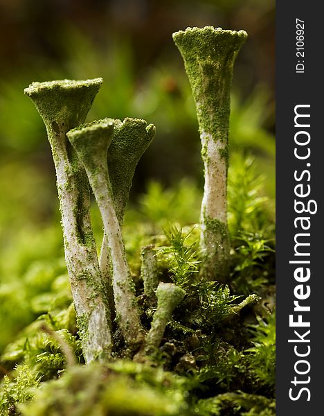 Lichen genus Cladonia,dinky visit to the elfland. Lichen genus Cladonia,dinky visit to the elfland