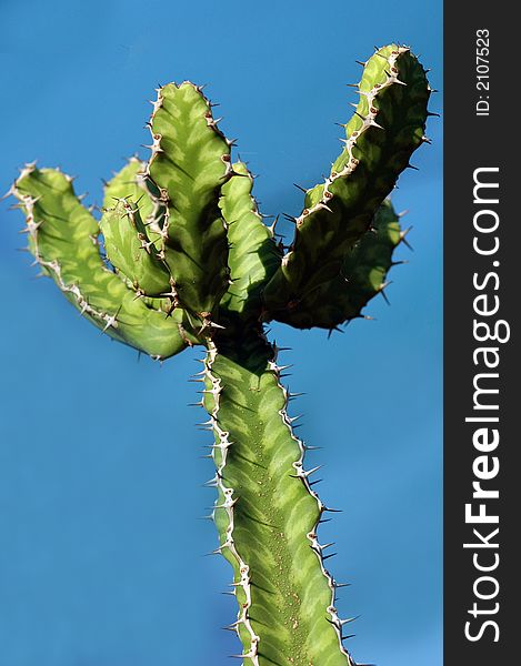 A cactus tree photographed in South Africa, using a 105mm Macro Lens. A cactus tree photographed in South Africa, using a 105mm Macro Lens.
