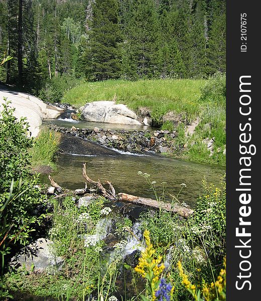 Pools in a strream flowing from Satcher Lake at Red\'s Meadow, with flowers in the foreground. Pools in a strream flowing from Satcher Lake at Red\'s Meadow, with flowers in the foreground